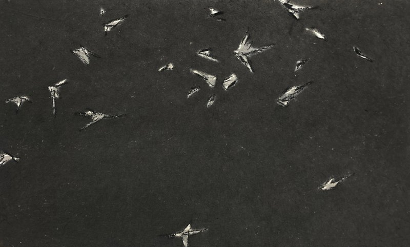김지연, dusty birds
