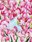 막순, Bloom2 썸네일