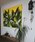 백은하, 칼라데아인시그너스(Calathea Insignis ) 상세 썸네일 2