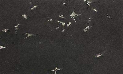 김지연, dusty birds
