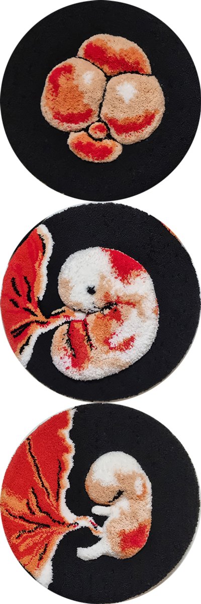 도라, 성 장 (세포분열 / 배아 / 태아 성장 3연작)