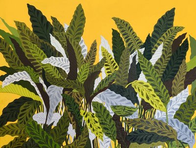 백은하, 칼라데아인시그너스(Calathea Insignis )
