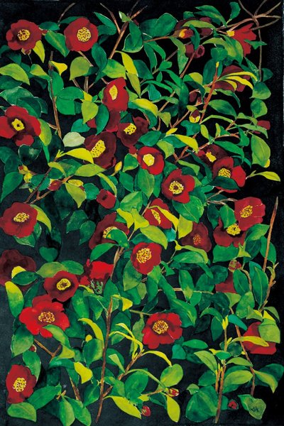 강선우, 애기동백꽃