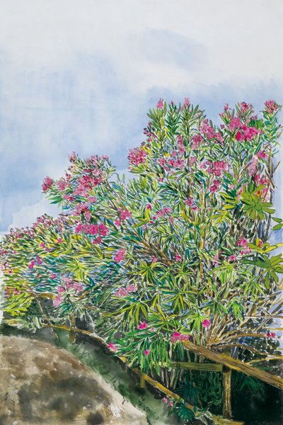 강선우, 이스키아섬 산책