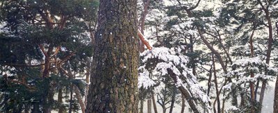 김준환, 소수서원 설경