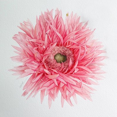 수채은, 거베라