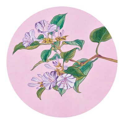 김윤기, 나팔꽃