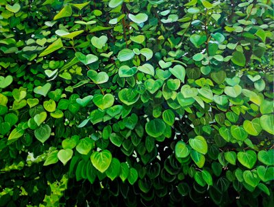 주민경, 내안의 정원