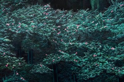 권아영, <서화(曙花):새벽의 꽃>