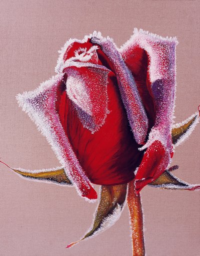 이길순, 서리낀 장미