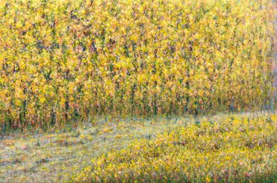 장미연, 가고 싶은 길(16)