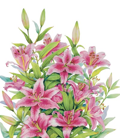 로즈풀, 만개한 백합의 노래