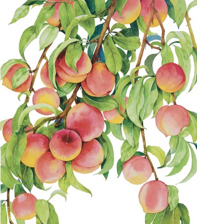 로즈풀, 복숭아 익어가는 계절