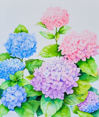 로즈풀, 여름은 수국처럼