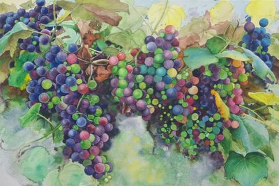 강은주, 가을 포도