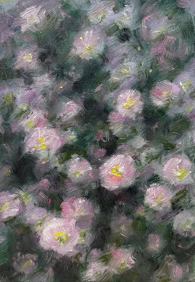 김규찬, 분홍낮달맞이꽃 Pink evening primrose